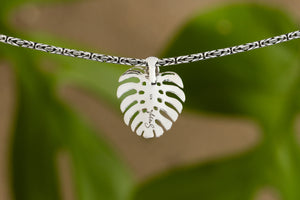 Monstera Collection