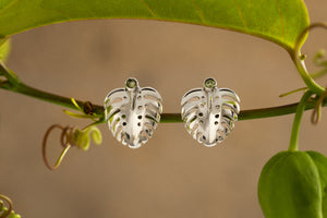 Monstera Collection